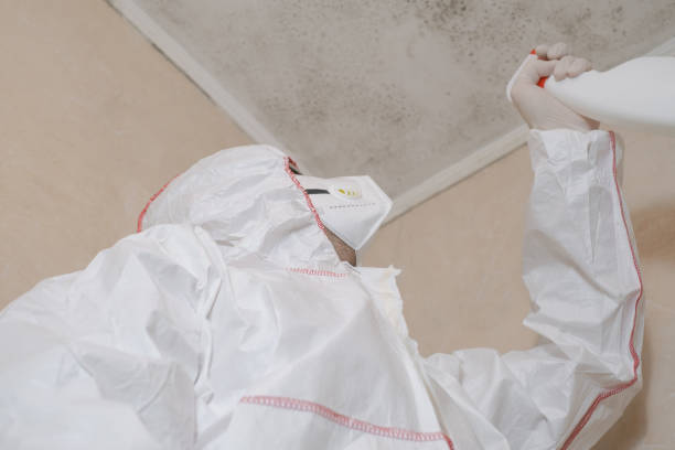 Best Black Mold Remediation in La Pine, OR